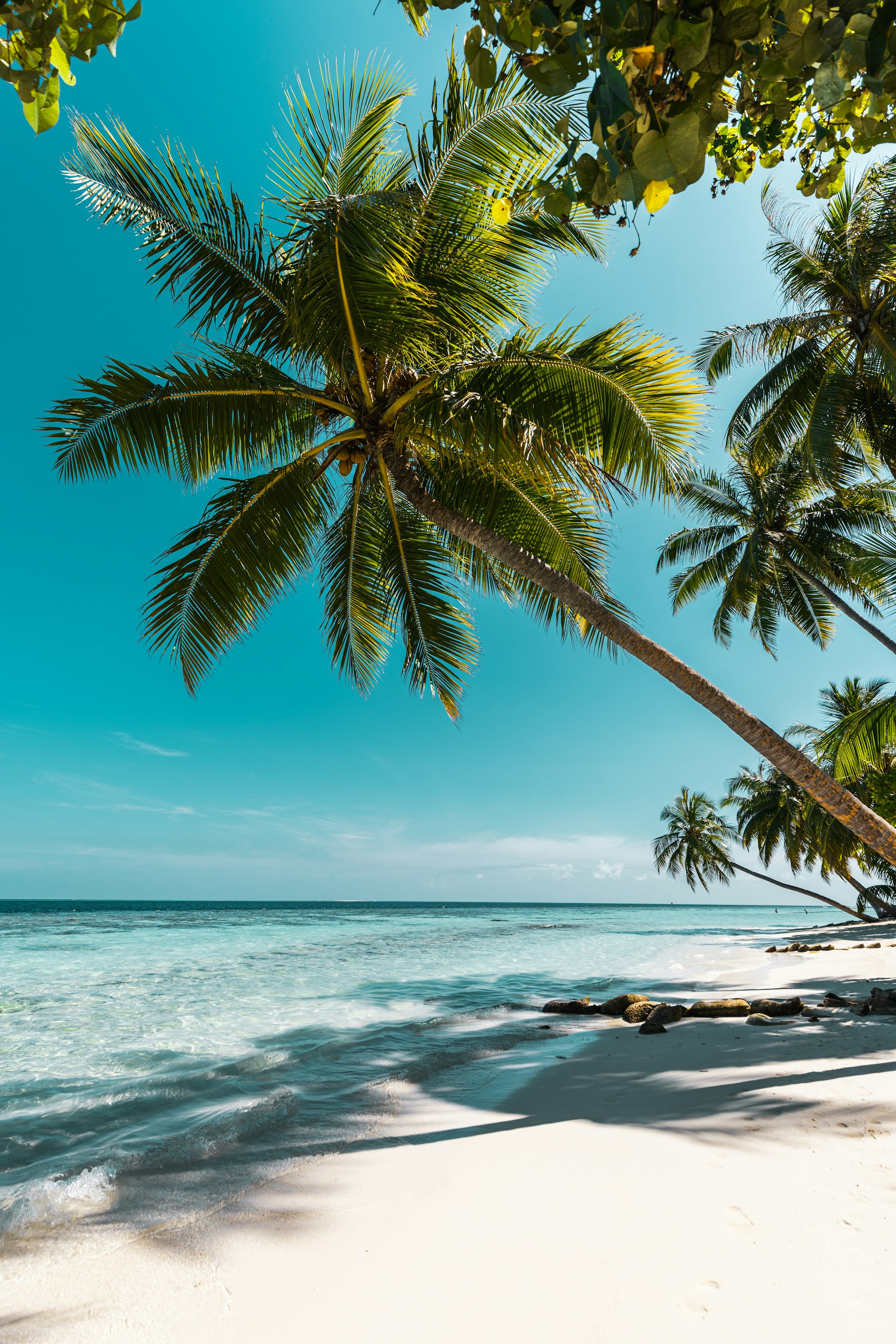 Tropical beach with palm trees in Brazil